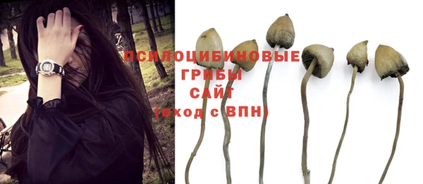 ПСИЛОЦИБИНОВЫЕ ГРИБЫ Богданович